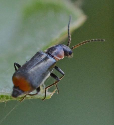 Axinotarsus sp.